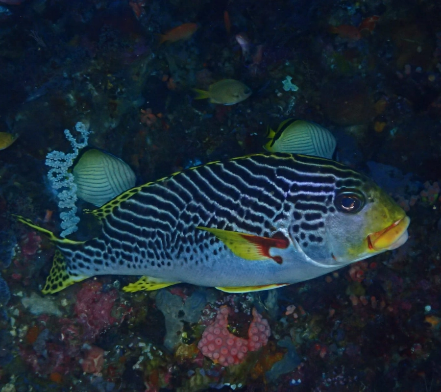 SCUBA-BAY Komodo Dalış Turu | Eylül 2026 - Fotoğraf 22