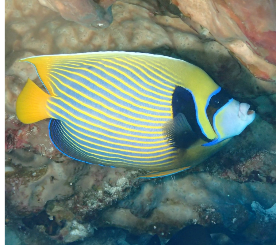 SCUBA-BAY Komodo Dalış Turu | Eylül 2026 - Fotoğraf 23