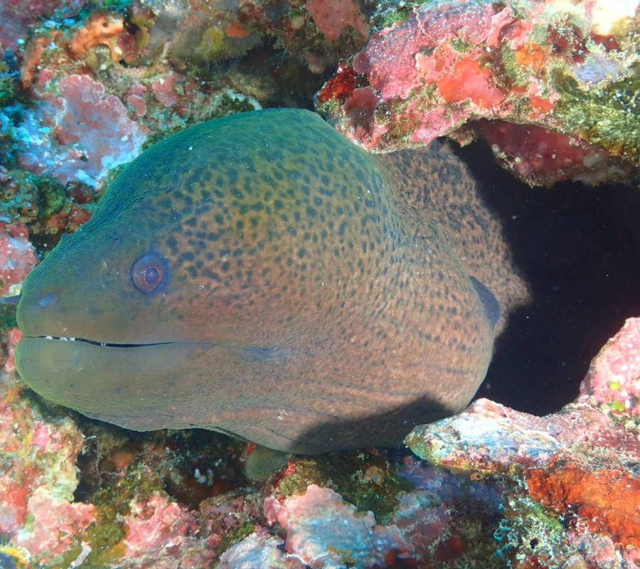 SCUBA-BAY Komodo Dalış Turu | Eylül 2026 - Fotoğraf 29