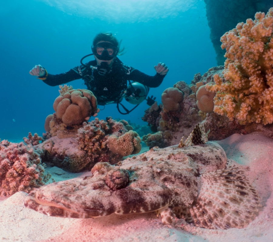BDE/Kızıldeniz Dalış Turu - Fotoğraf 8