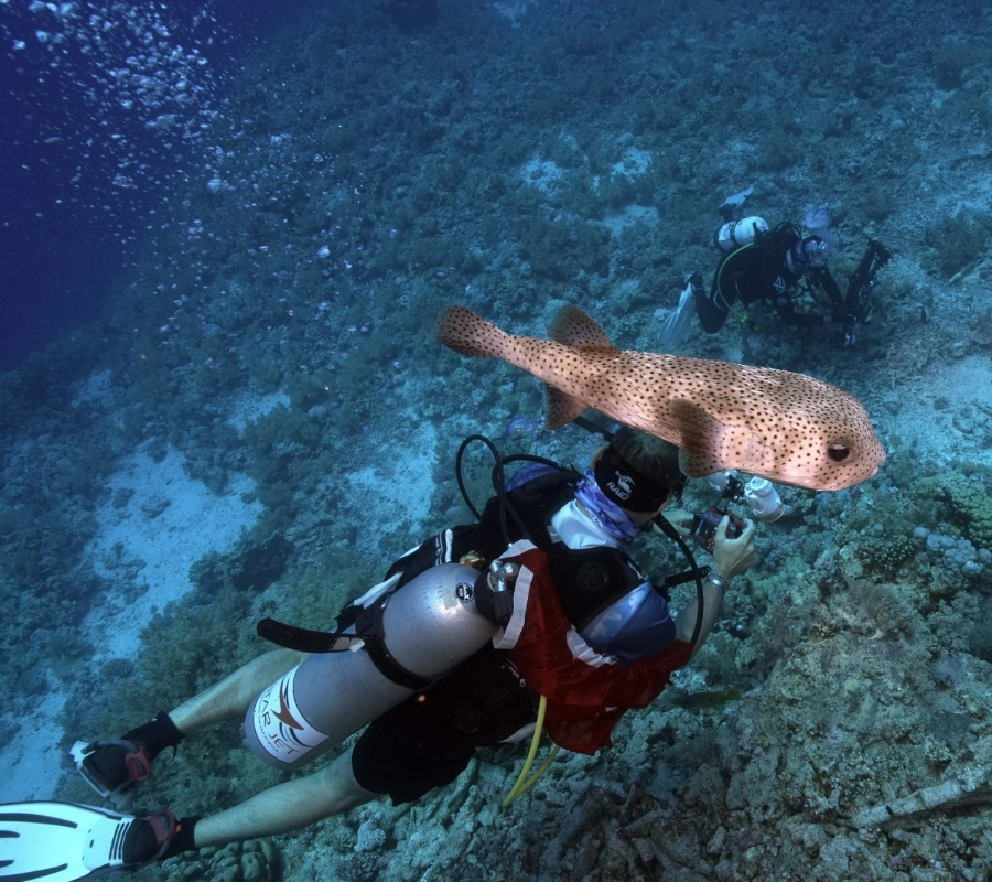 BDE/Kızıldeniz Dalış Turu - Fotoğraf 7