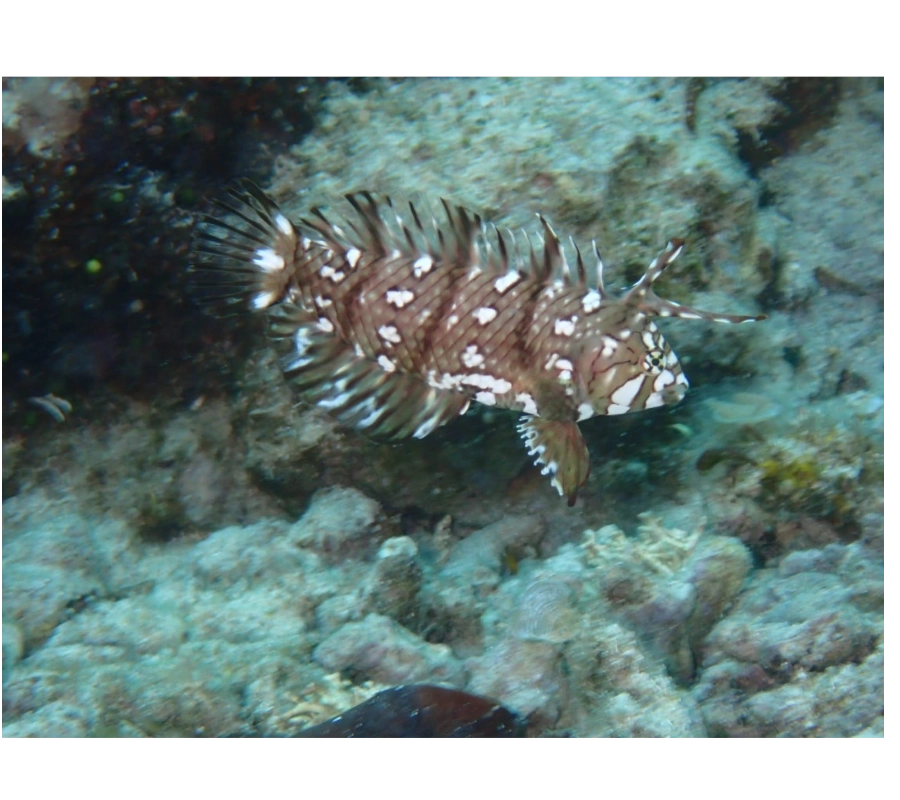 Filipinler Moalboal Dalış Turu