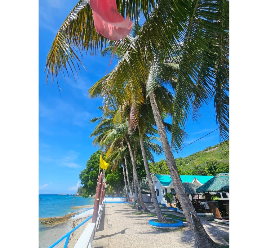 Filipinler Moalboal Dalış Turu